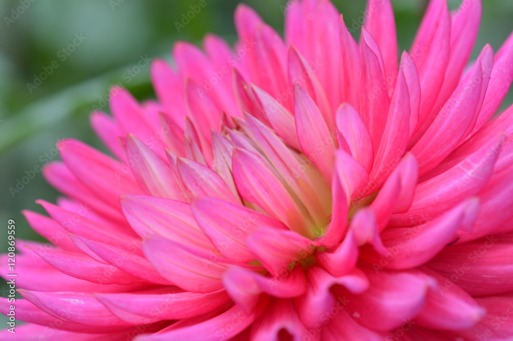 dahlia dahlia