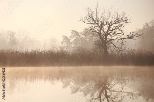 Graureiher auf einem Baum am Ufer eines Sees