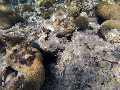Underwater landscape on a shallow coral reef with sea urchin and calm water surface in the Red sea photo