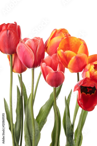 Obraz na plátně Tulips