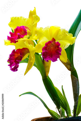 Fototapeta Naklejka Na Ścianę i Meble -  Fresh Cattleya Orchid