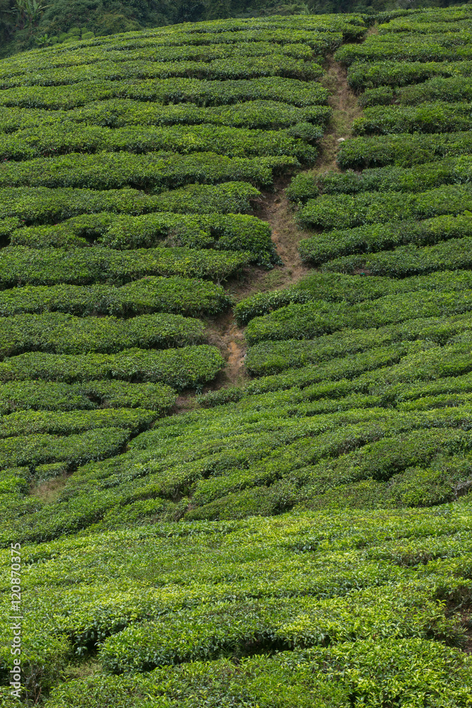 Tea plantation in Cameron highlands,mountain hills in Malaysia