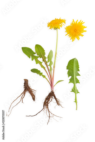 Dandelion background  herbal remedy.