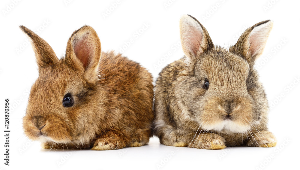 Obraz premium Two bunny rabbits.