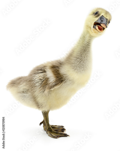 Fotografia Little gosling isolated.