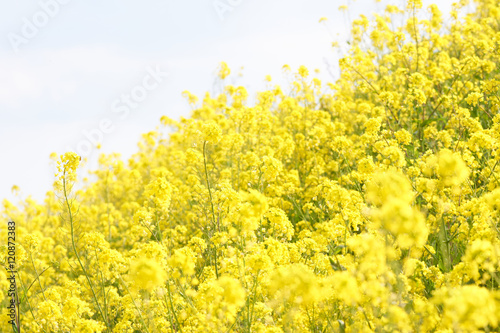 菜の花　満開