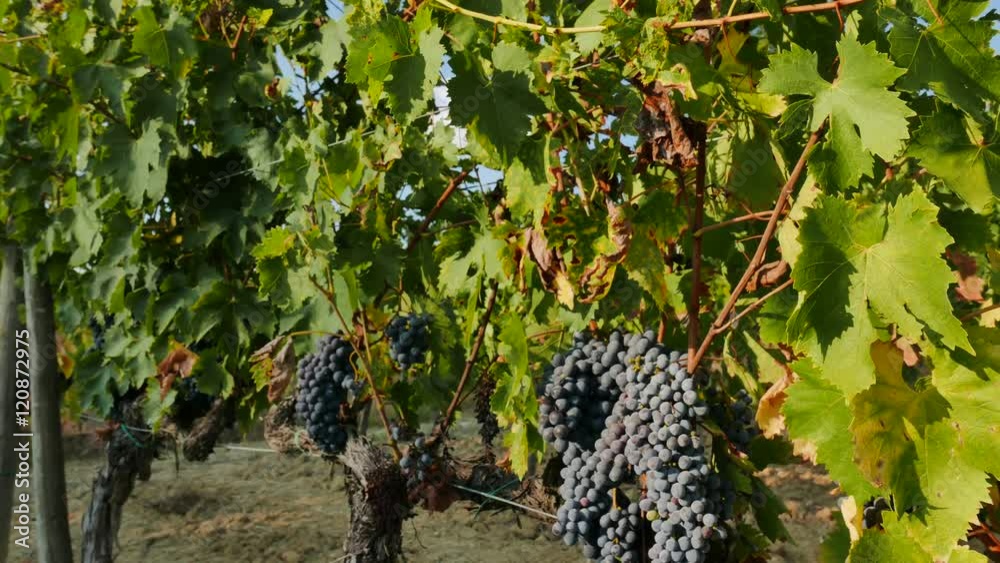 Timelapse avvicinamento grappolo uva