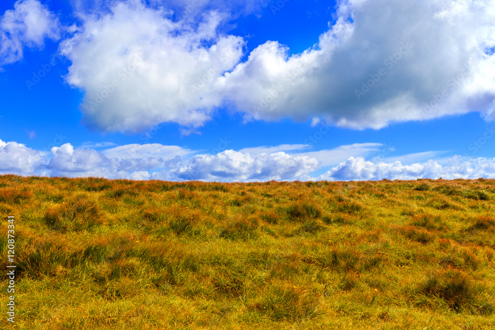 Carpathian mountains landscape, yellow grass on the hill under bright blue sky with clouds, Ukraine.