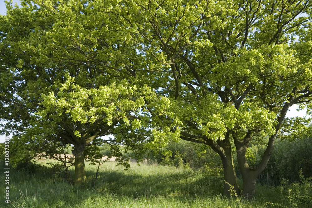 Fototapeta premium Two young oak trees stand side by side on the edge of a field, Yorkshire, UK