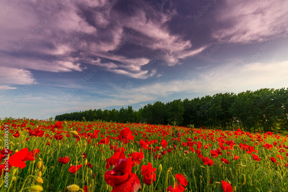 Field of red poppies in bright evening light Field of red poppies in bright evening light