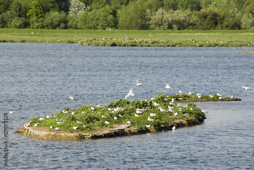 A flock of gulls land upon an island shaped like a teardrop, Yorkshire, UK photo