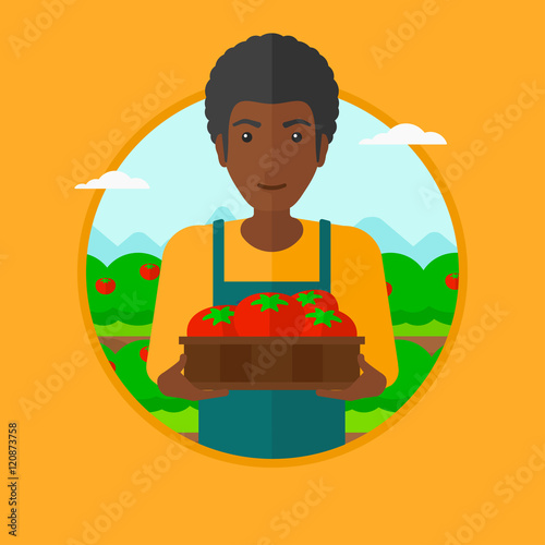 Farmer collecting tomatos vector illustration.