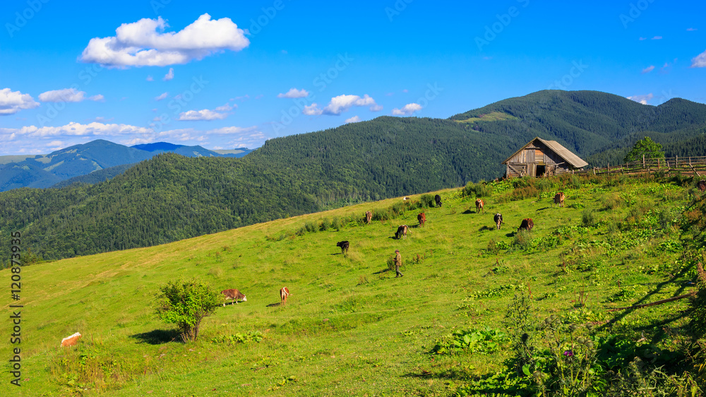 Cows grazing on pasture in Carpathian mountains, Ukraine.