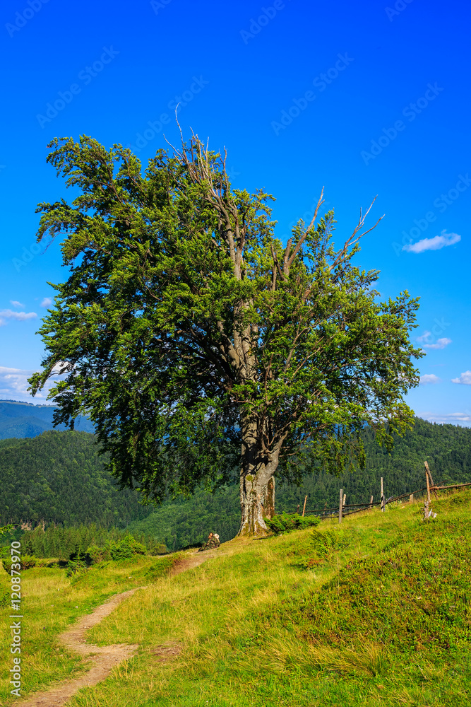 Fototapeta premium One tree of old oak under blue sky in Carpathian mountains, nature landscape, Ukraine.