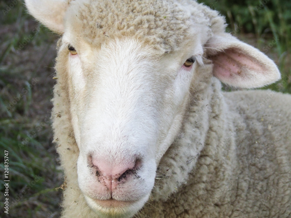 Close-up of sweet white woolly sheep looking at camera. Close-up of sweet white woolly sheep looking at camera.