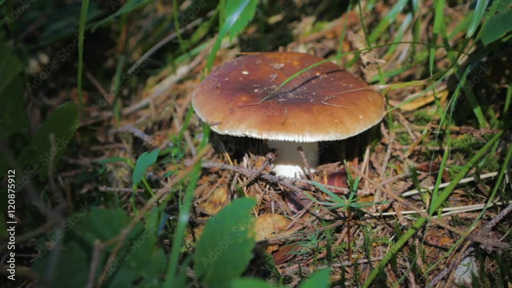 Closeup Mushroom growing in the forest. Natural environment among grass and green listev. Closeup Mushroom growing in the forest. Natural environment among grass and green listev.