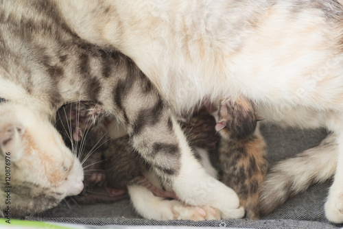 cat breastfeeding baby © ChenPG