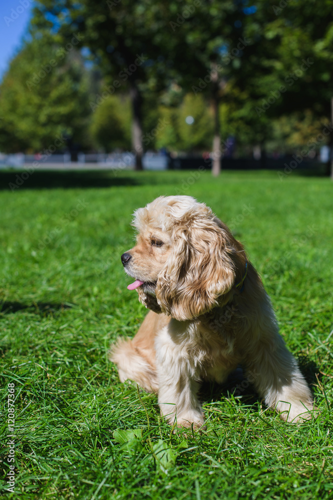 American cocker spaniel on green lawn American cocker spaniel on green lawn