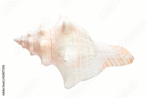 Sea cockleshell isolated on a white background