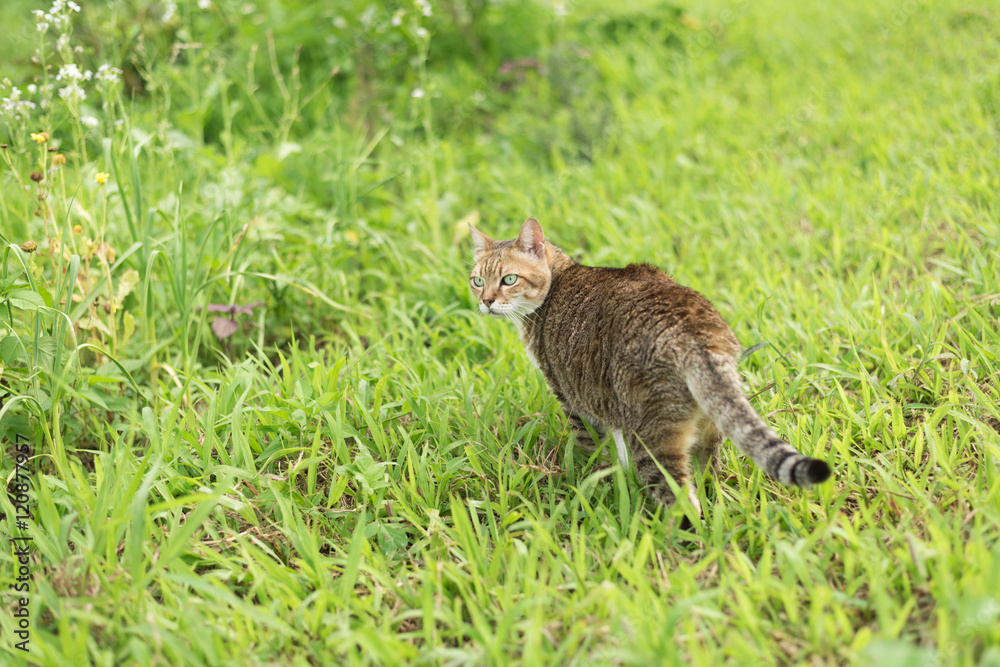 cat in the outdoor cat in the outdoor