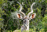 ID Photo look - Greater Kudu - Tragelaphus strepsiceros