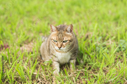 cat in the outdoor photo