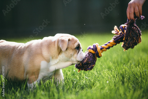 Puppy Bulldog playing with toy