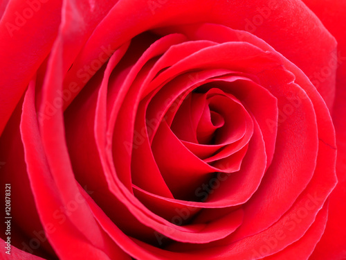 Closeup red rose flower 1