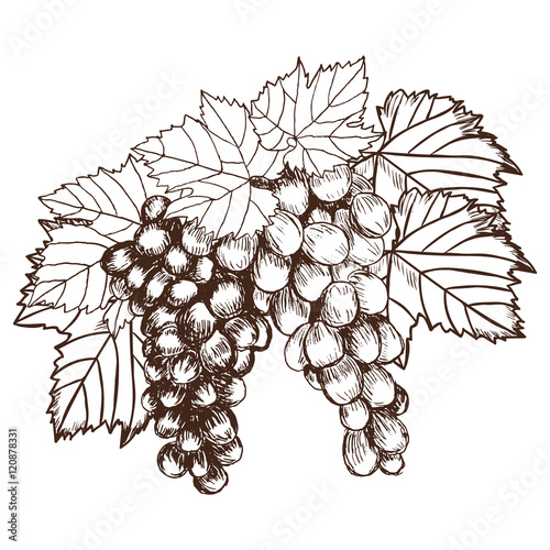 Bunch of grapes sketch style vector illustration. Old engraving imitation. Hand drawn  