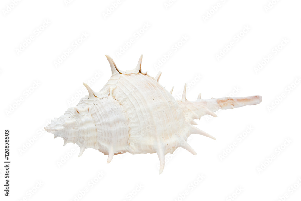 white spiral shell isolated on white background