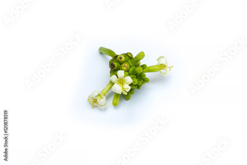 young noni fruit with flowers photo