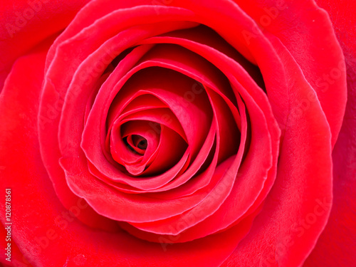 Closeup red rose flower 2