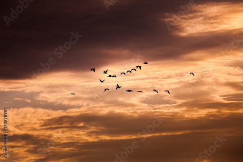 Group of cormorant flying in the sky