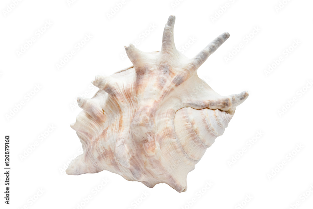 sea shell isolate on the white background sea shell isolate on the white background