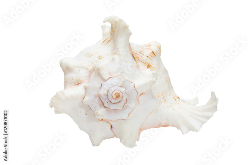 sea shell isolate on the white background