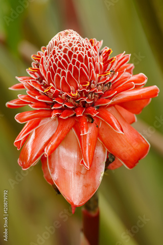 Red Heliconia 