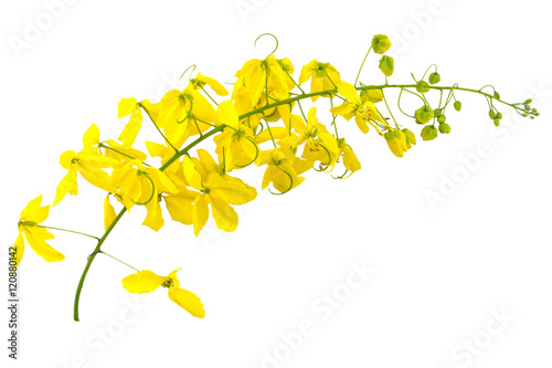 Flowers of Cassia fistula or Golden shower, national tree of Thailand isolated on white background.Saved with clipping path.