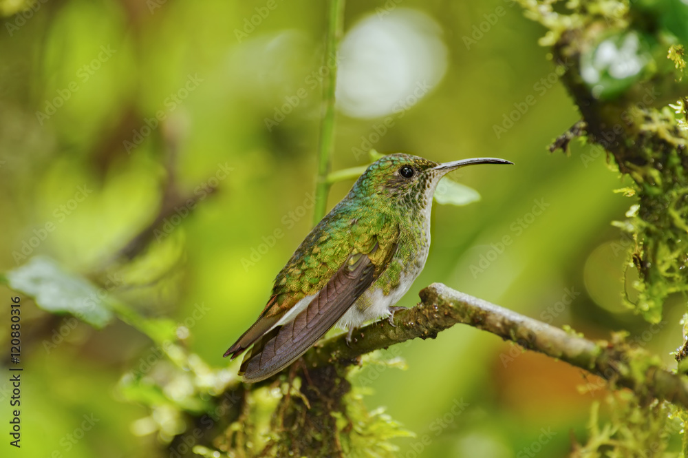 Fototapeta premium Green-crowned Brilliant Hummingbird, Costa Rica