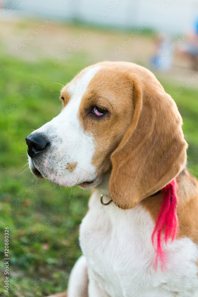 Cute beagle portrait