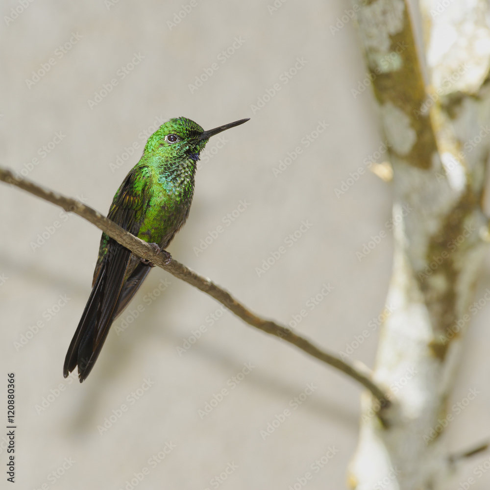 Fototapeta premium Garden Emerald Hummingbird, Costa Rica