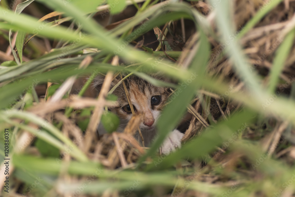 Obraz premium cat hide in the grass