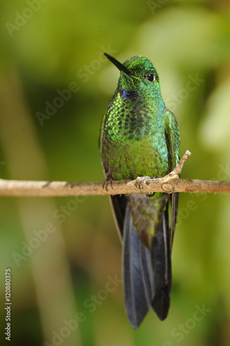 Garden Emerald Hummingbird, Costa Rica © Eric Middelkoop
