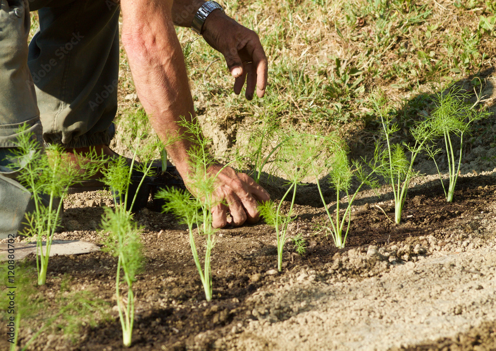 Fototapeta premium arms of man sowing fennel seedlings in the ground