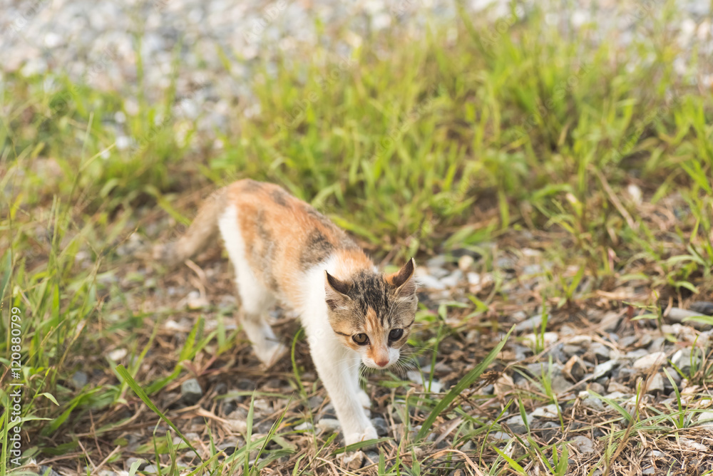 cat in grassland
