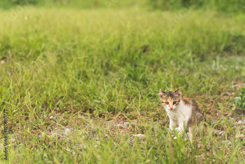 cat in grassland © ChenPG