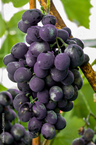 grapes and vineyards in Greece.Black grapes, grapes for wine, sweet grapes. the vineyard
