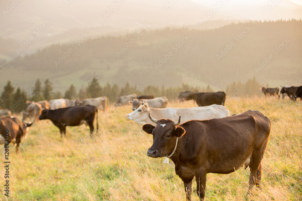 Cows in a pasture in the mountains just before sunset