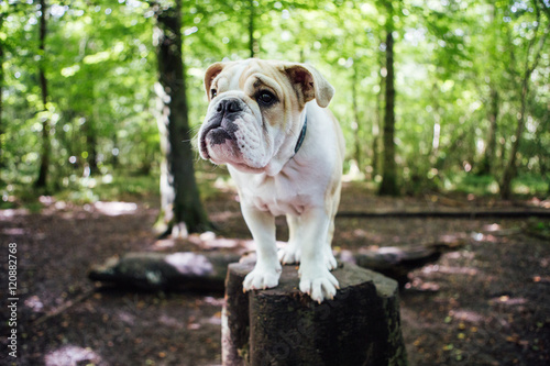 Puppy Bulldog rules the forest!