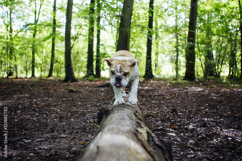 Puppy Bulldog showing great balance