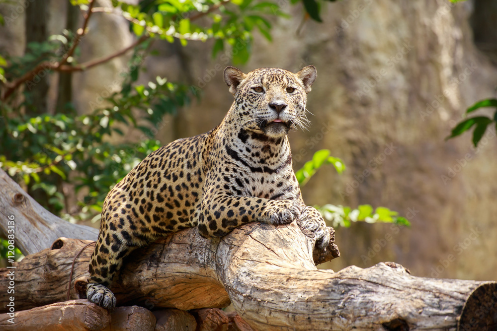 Fototapeta premium Jaguar on a branch.
